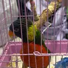 ببغاء لوري اليف