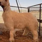للبيع طلي