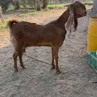 مطوره تحتها تيس