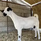 اعرض لكم ماعز بيشي العمر 7 شهور خاليه من جميع العيوب