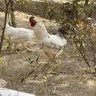 دجاج ذكور للبيع