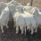 خرفان