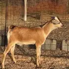 تيس صومالي