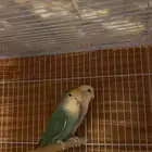 للبيع جوز روز منتج سابقا.