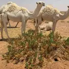 قعود كفو حيسوني