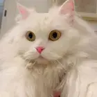 قطه جميله جدا امريكيه معقمه ومطعمه