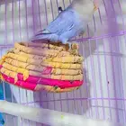 انثى روز نص اليفه