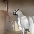 حصان بورق