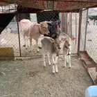 بقرتين نتج كفو