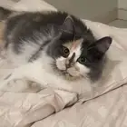 قطه طالبة تزاوج