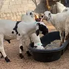 سواكن. تم البيع