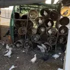 حمام بلدي