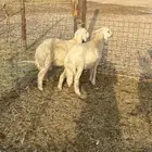 خرفان طيبه