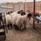 هرافا خرفان نعيم