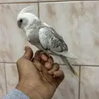 للبيع فرخ نهايه غر (( تم البيع ))