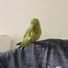 ببغاء دره متكلم