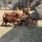 معزا محايليات اصايل 5 تحتها 7 ثنتين متاومات الصحه شرط