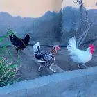 بيض دجاج مكنتوش