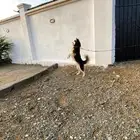 كلب هاسكي وجيرمن بيور