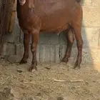 تيس قبرصي