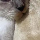 قطه هملايا عمرها 7 اشهر