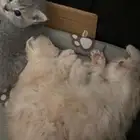 ثلاث قطط للبيع