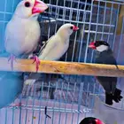 عصافير طيور جاوا
