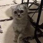 قطه