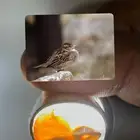 خاتم عقيق يماني