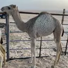 خلفه هجن وحدرها بكره طيبه للبيع - الاحساء