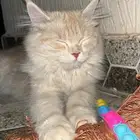 قطوه شيرازي انثى