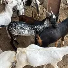 تيوس مستورده جيبوتي ويمني