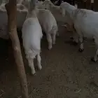 طليان فل شحم نظيفه