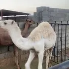 للبيع قعود وبكره