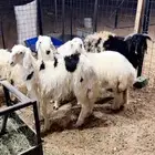 ذبايح نعيم جنوب الرياض