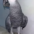 للبيع كاسكو