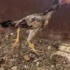 دجاج بكستاني سندي