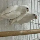جوز روز البينو