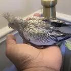 فرخ كروان يقبل غر