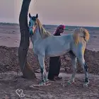 عفيف