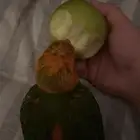فرخ صن كنيور