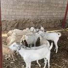 غنم وضان