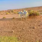 ذبايح تيوس مغلقه