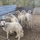 خرفان صفر بلديات