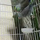 ميني روز بارتوليت