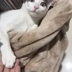 قط للتبني