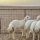 رخال حريات صنف الصنف من مراح قوي