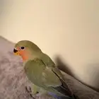 ببغاء روز أليفف