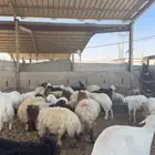 ذبائح للبيع