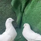 حمام باكستاني
